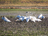 Trumpeter Swans