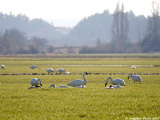Trumpeter Swans