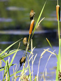 Wrens