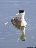 Western Grebe