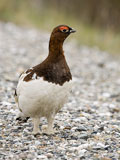 Willow Ptarmigan