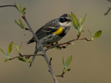 Yellow Rumped Warbler